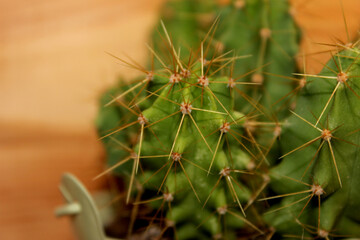 close-up of a small cactus