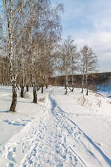 Winter landscape with birch trees on the mountain bank of the river, snow and blue sky with clouds