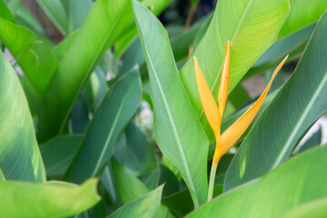 gelbe Klecinia-Blume auf grünem Hintergrund