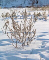 Dry grass close-up on the background of snow in winter