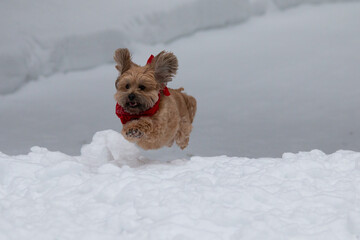 dog in snow