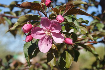 SONY DSC