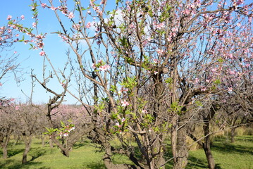 Mandelbaum in Spanien