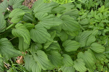 Barbasco or Dioscorea composita plant in the garden.