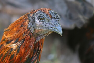 Kopf eines Huhnes in der Nahaufnahme