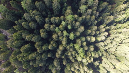 bosco foresta 