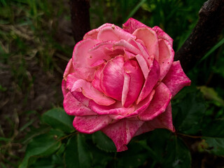 pink rose in garden; spring flower; pink rose photo;