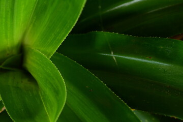 Obraz premium Abstract Green Leaf Texture Background for Design and Branding (01) - Abstract close-up of lush green leaves with natural texture and soft bokeh, ideal as a modern background for web design