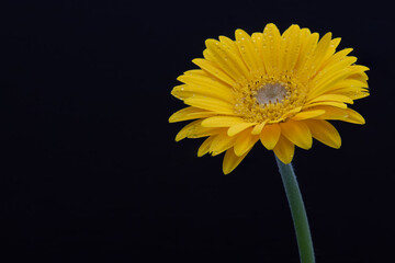 yellow gerber daisy on black