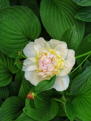 Single delicate white peony on a background of green leaves. Beautiful vertical backdrop for greeting cards and declarations of love.