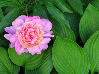 Single delicate pink peony on a background of green leaves. Beautiful horizontal backdrop for greeting cards and declarations of love.
