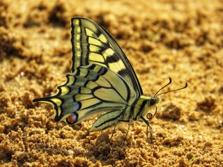 Butterfly swallowtail with closed wings sitting on the sand.