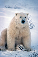 Obraz na płótnie Canvas Large male polar bear
