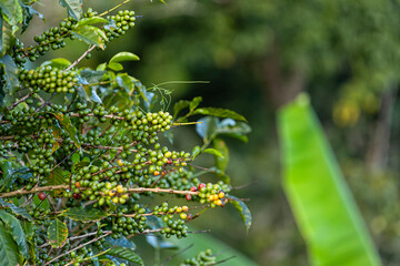 nature, leaf, plant, tree, leaves, garden, spring, water, summer, forest, foliage, agriculture, america, arabic, autumn, background, berries, berry, branch, bunch, bush, cafe, cafe de colombia, coffee