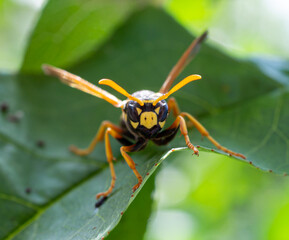 wasp