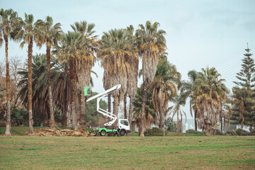 Pruning high palm trees in Parque das Nações area