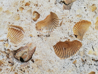 fósiles © jeronimoabel