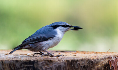 nuthatch