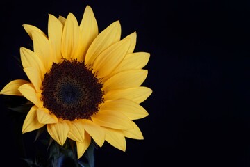 sunflower on black background