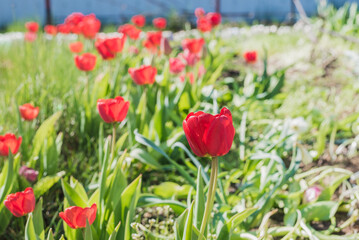 Obraz premium Abundance of red tulips in the meadow.