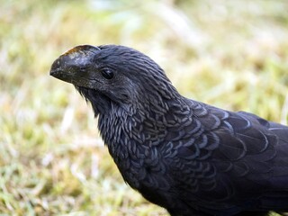 The smooth-billed ani (Crotophaga ani) is a large near passerine bird in the cuckoo family. Amazon...