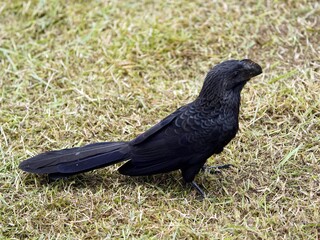 The smooth-billed ani (Crotophaga ani) is a large near passerine bird in the cuckoo family. Amazon rainforest, Brazil
