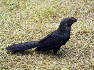 The smooth-billed ani (Crotophaga ani) is a large near passerine bird in the cuckoo family. Amazon...