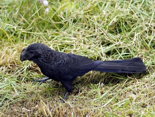 Obraz premium The smooth-billed ani (Crotophaga ani) is a large near passerine bird in the cuckoo family. Amazon rainforest, Brazil 