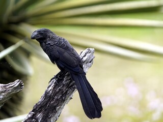 The smooth-billed ani (Crotophaga ani) is a large near passerine bird in the cuckoo family. Amazon rainforest, Brazil
