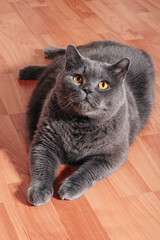 Big gray cat of the British breed sitting on the wooden floor in the apartment