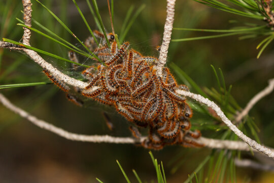 Pine Processionary Moth (Thaumetopoea pityocampa) larvae feeding in an Aleppo pine tree (Pinus halepensis) near Freginals in the autonomous community of Catalonia, Spain