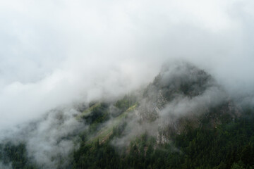 Forest covered mountain in fog
