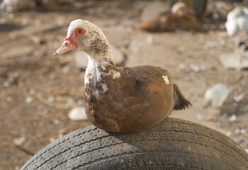Closeup shot of a Musk duck sitting on an old tire