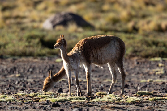 Ein junges Vikunja steht mit seinem Muttertier in der chilenischen Steppenlandschaft der Atacama W&uuml;ste und grast