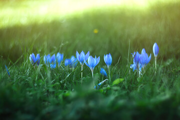 Blue crocuses grow on a green background close-up. Spring flowers are planted on the fresh grass....