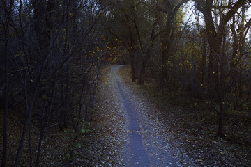 Fototapeta na wymiar Autumn forest with dirt road