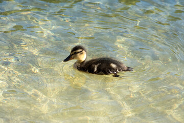 young duck floating on the surface of a shallow lake