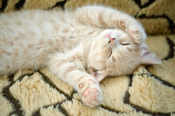 cute sleepy shorthair kitten shows its fluffy tummy and pink paws to camera