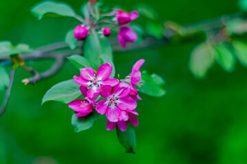 Obraz premium Large red-pink tree flower in spring close-up. Apple tree blooms in the Park. The season of flowering and allergies in gardens and on city streets. Beautiful bouquet of fresh flowers.