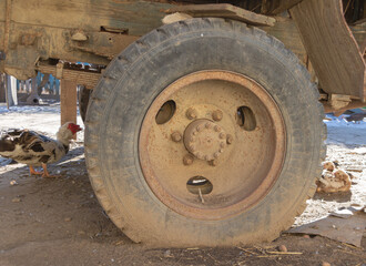Big wheel covered in dirt, and a hen nearby