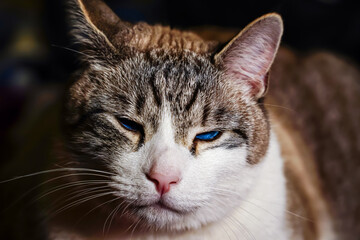cat close-up, cat making grimaces, predatory look, blue-eyed cat 
