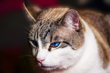 cat close-up, cat making grimaces, predatory look, blue-eyed cat 