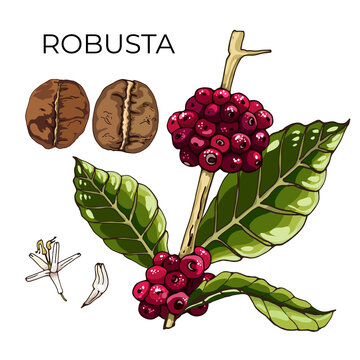 robusta coffee, plant, grain_view of coffee beans, robusta variety, plant flowers, beans, berries, grains, hand drawing, colorful detailed natural design
