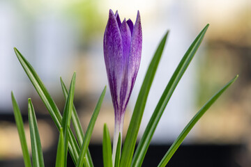 Close up of a woodland crocus (crocus tommasinianus) flower emerging into bloom