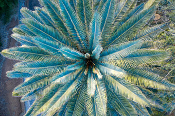 Obraz premium Close up of a palm tree