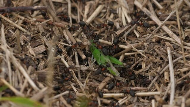 Ant colony killing a green grasshopper