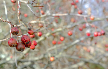 hawthorn berries without leaves