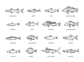 Saltwater fish set. Types marine and ocean fish - obrazy, fototapety, plakaty
