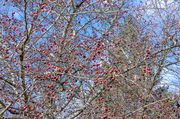 hawthorn berries without leaves sky