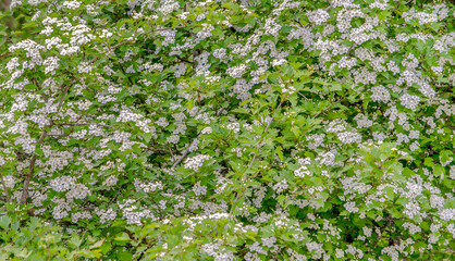 hawthorn bush flowers spring